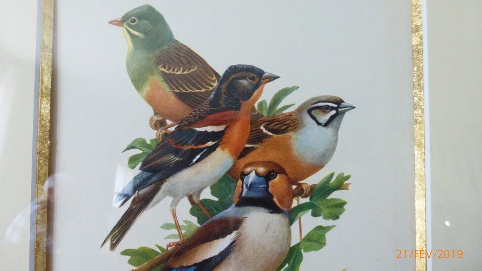 Birds collection Hepatior N ° 25