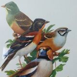 Birds collection Hepatior N ° 25