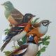 Birds collection Hepatior N ° 25