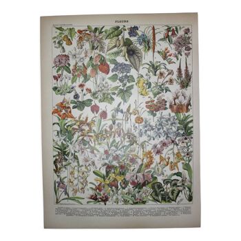 Gravure • Fleurs et plantes de serre • Lithographie originale de 1898