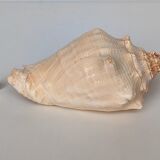 Pink shell, conch, stombus gigas, pink conch