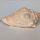 Pink shell, conch, stombus gigas, pink conch
