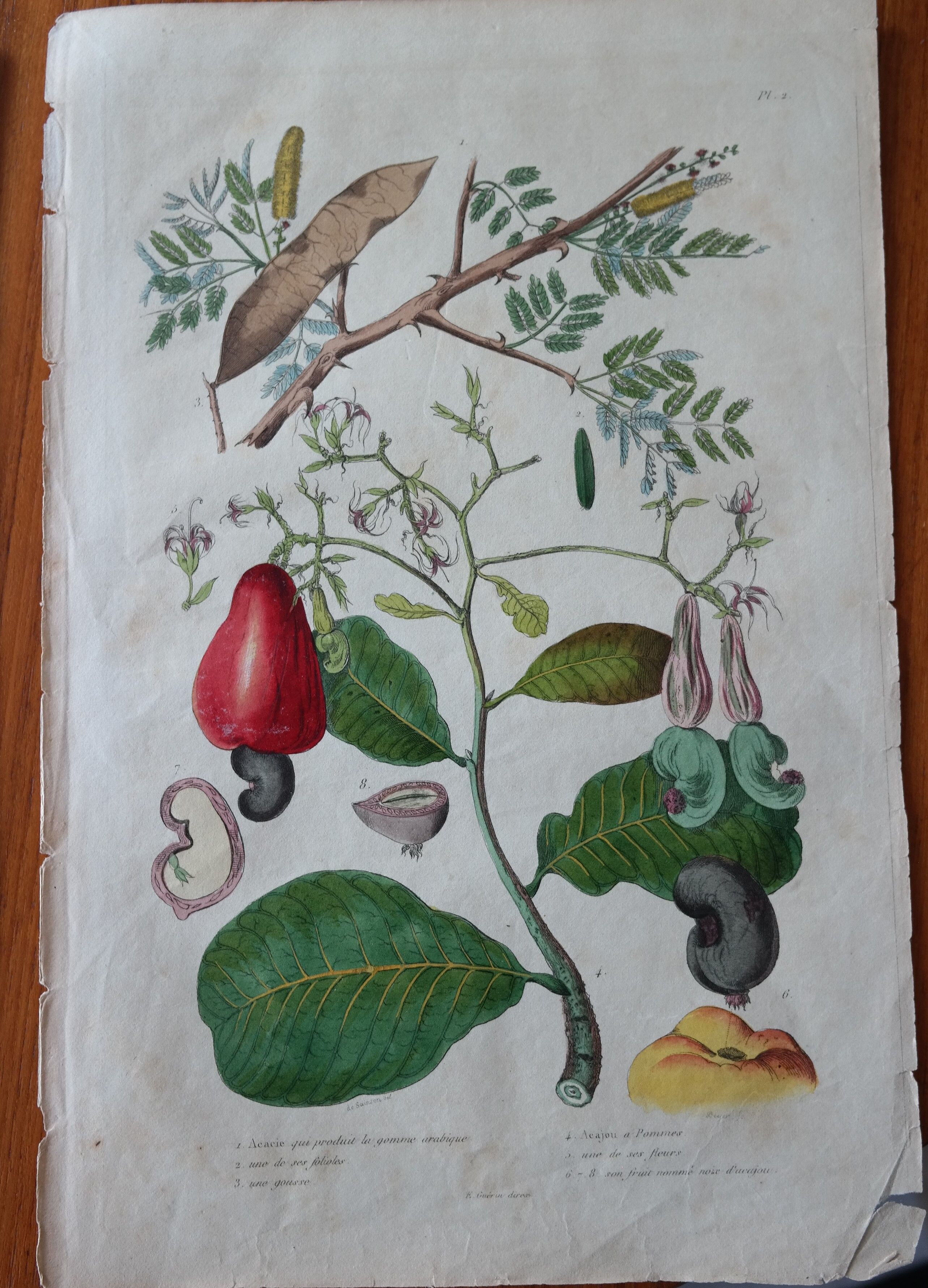 Lot of 9 old naturalist boards