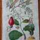 Lot of 9 old naturalist boards