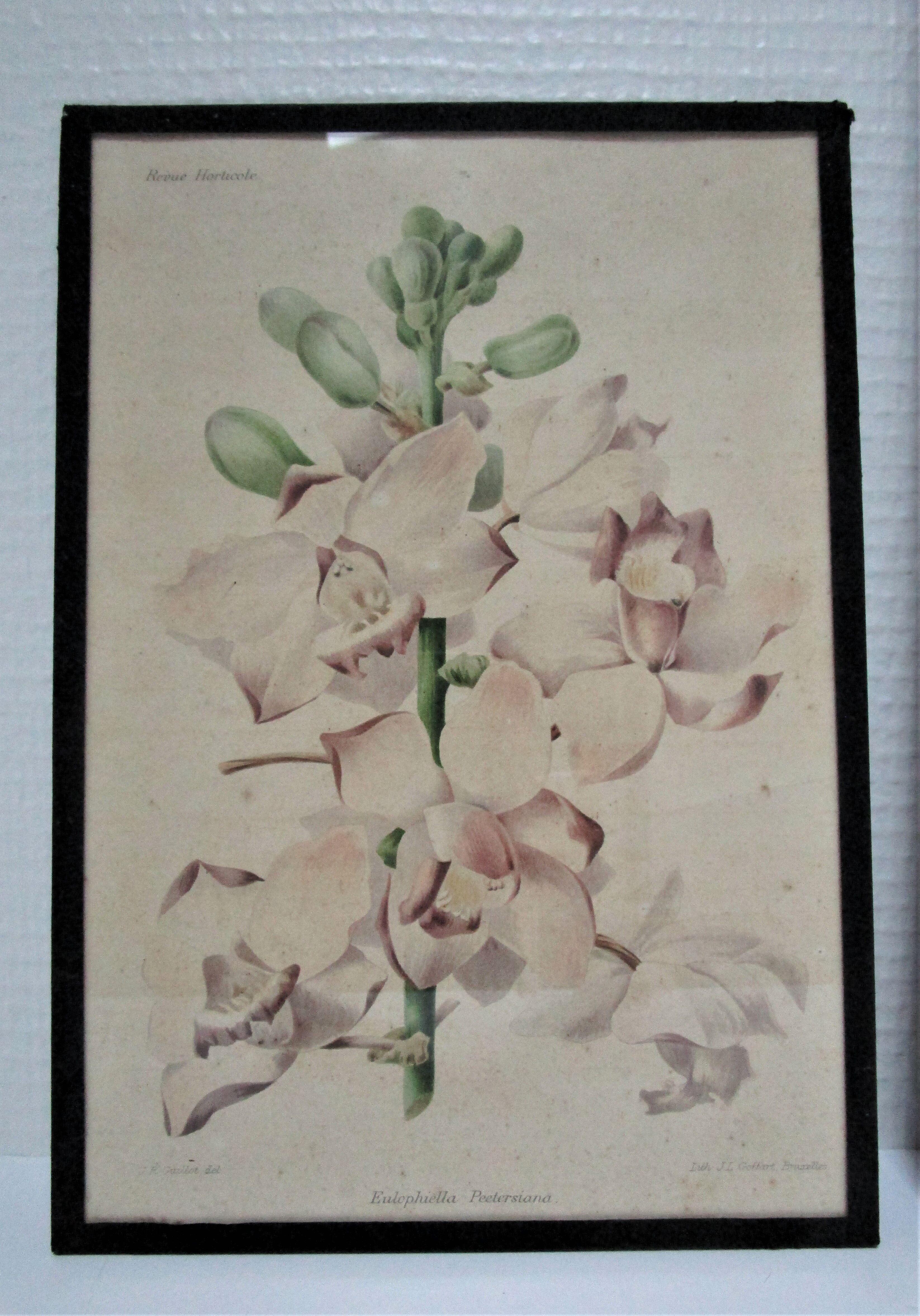 Trois planches botaniques encadrées orchidée rhododendron campanule médium vintage