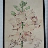 Trois planches botaniques encadrées orchidée rhododendron campanule médium vintage