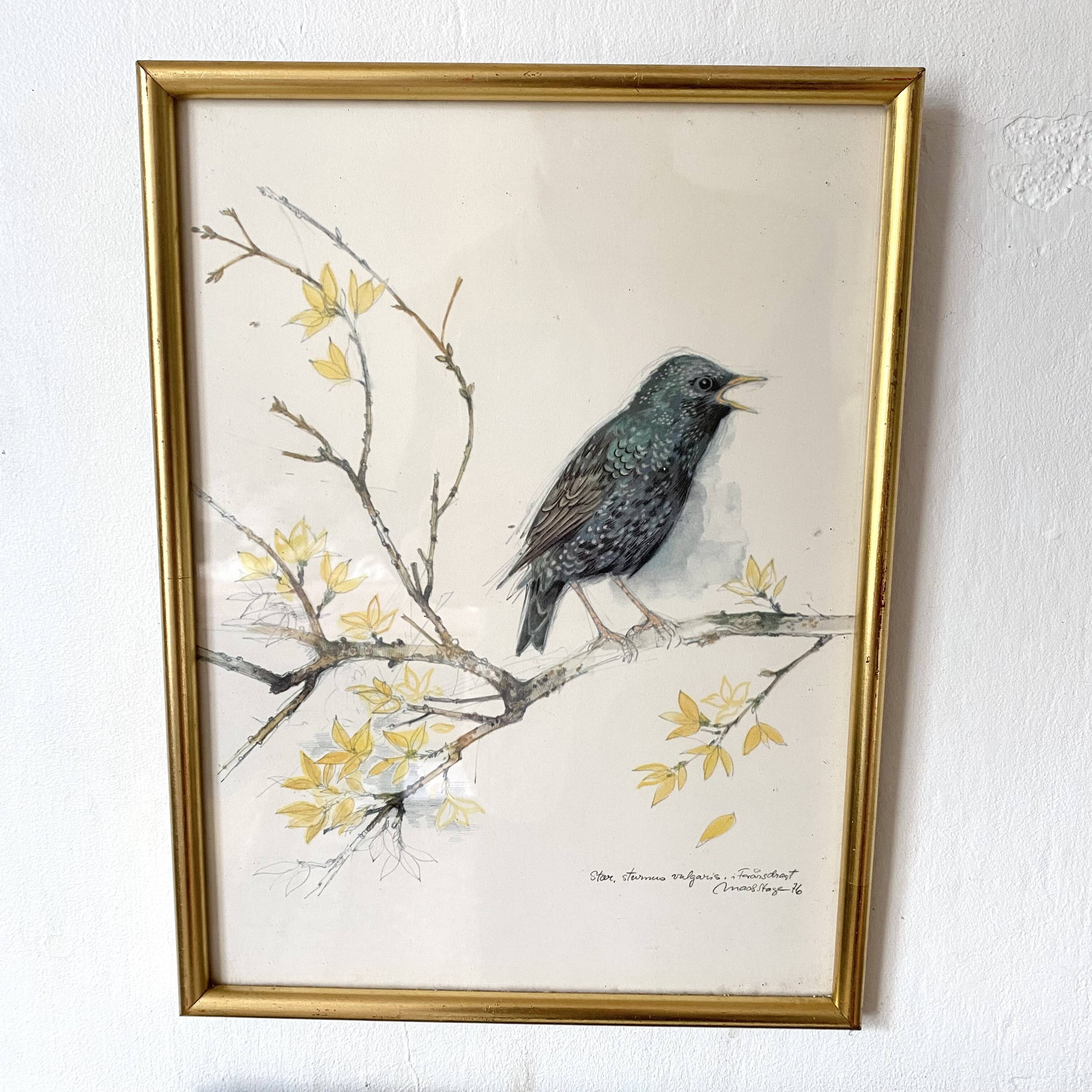 Framed bird engraving, botanical plate sternus vulgaris