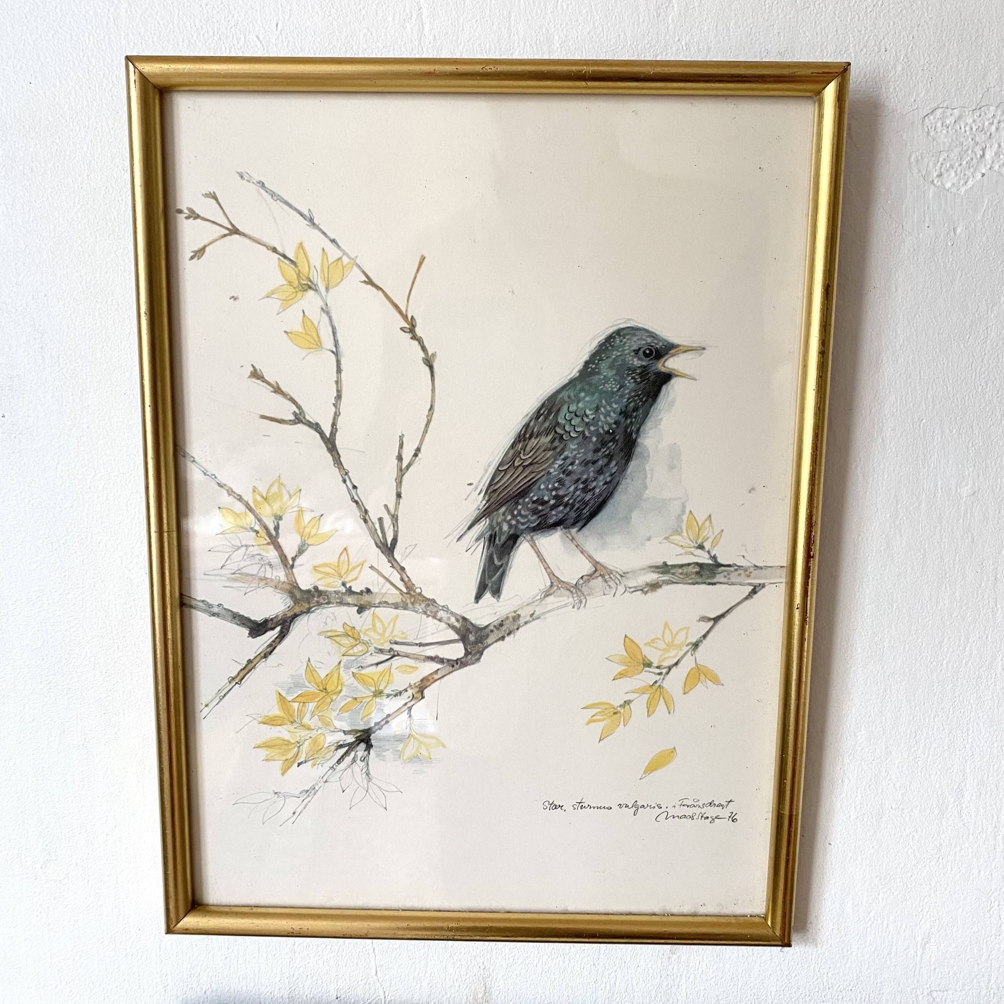 Framed bird engraving, botanical plate sternus vulgaris