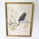 Framed bird engraving, botanical plate sternus vulgaris