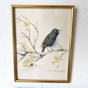Framed bird engraving, botanical plate sternus vulgaris