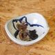 Coupelle en céramique à décor de chats par Annie Maume