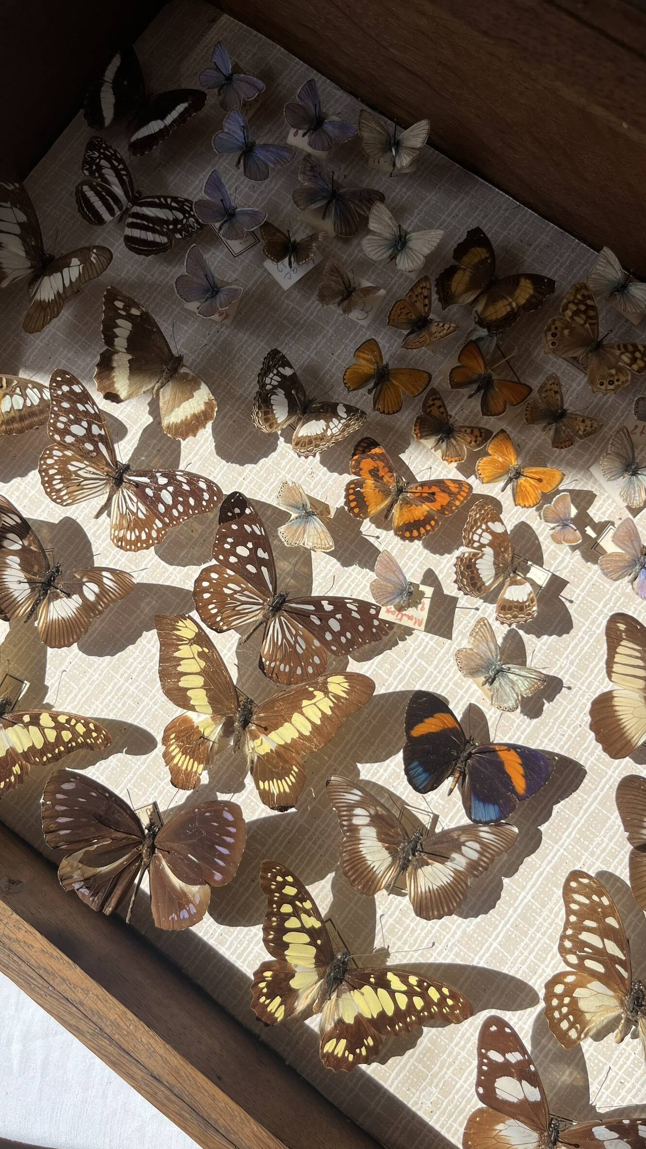 Vitrine / Collection de papillons anciens - 62 papillons