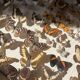 Vitrine / Collection de papillons anciens - 62 papillons
