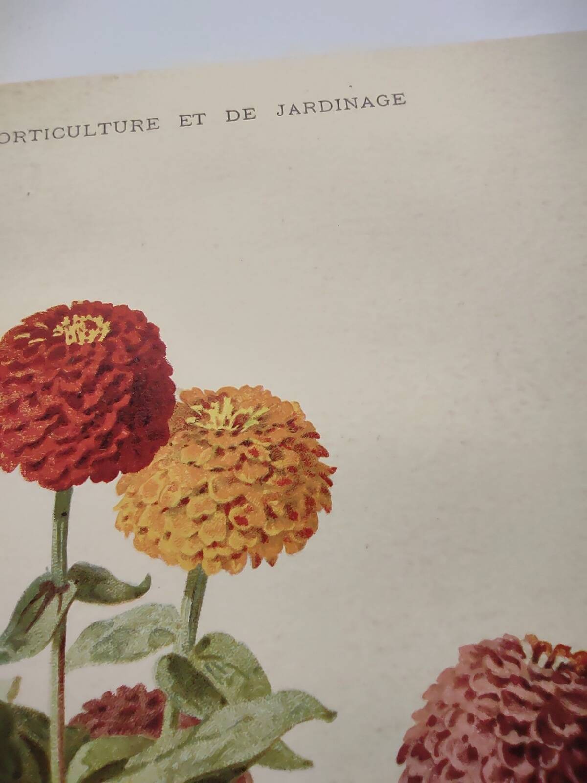 Botanical engraving from 1897 - Zinnia elegant Double Lilliput Varié - Original plate, Lithograph
