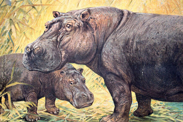 Hippo, grille éducatif, 1891