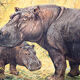 Hippo, educational grid, 1891