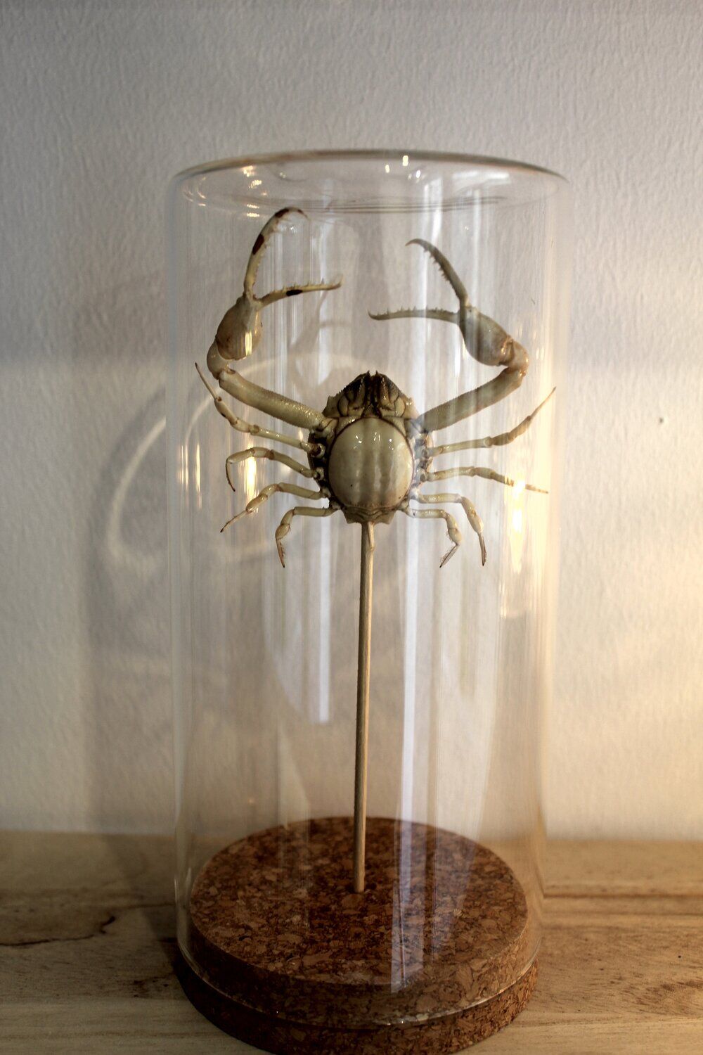 Curiosity - crabe medallion sous cloche de verre