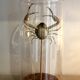 Curiosity - crabe medallion sous cloche de verre
