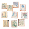 10 "herbarium" frames