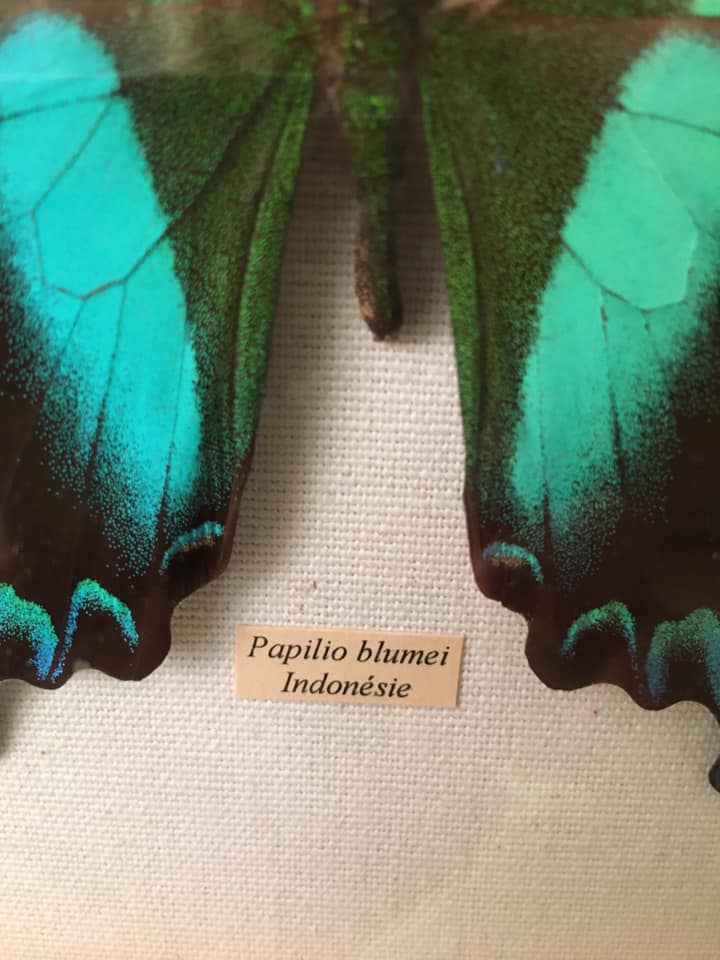 Butterfly naturalized "papilio blumei" indonesia under wood frame of the house la papillonnière