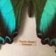Butterfly naturalized "papilio blumei" indonesia under wood frame of the house la papillonnière