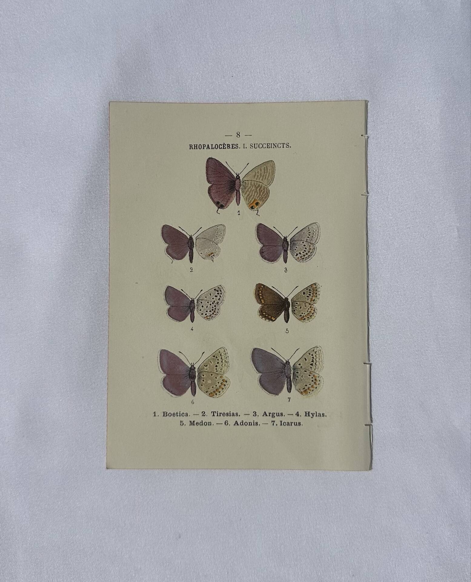 Planche Botanique Gravure Papillon naturaliste ancienne 19eme
