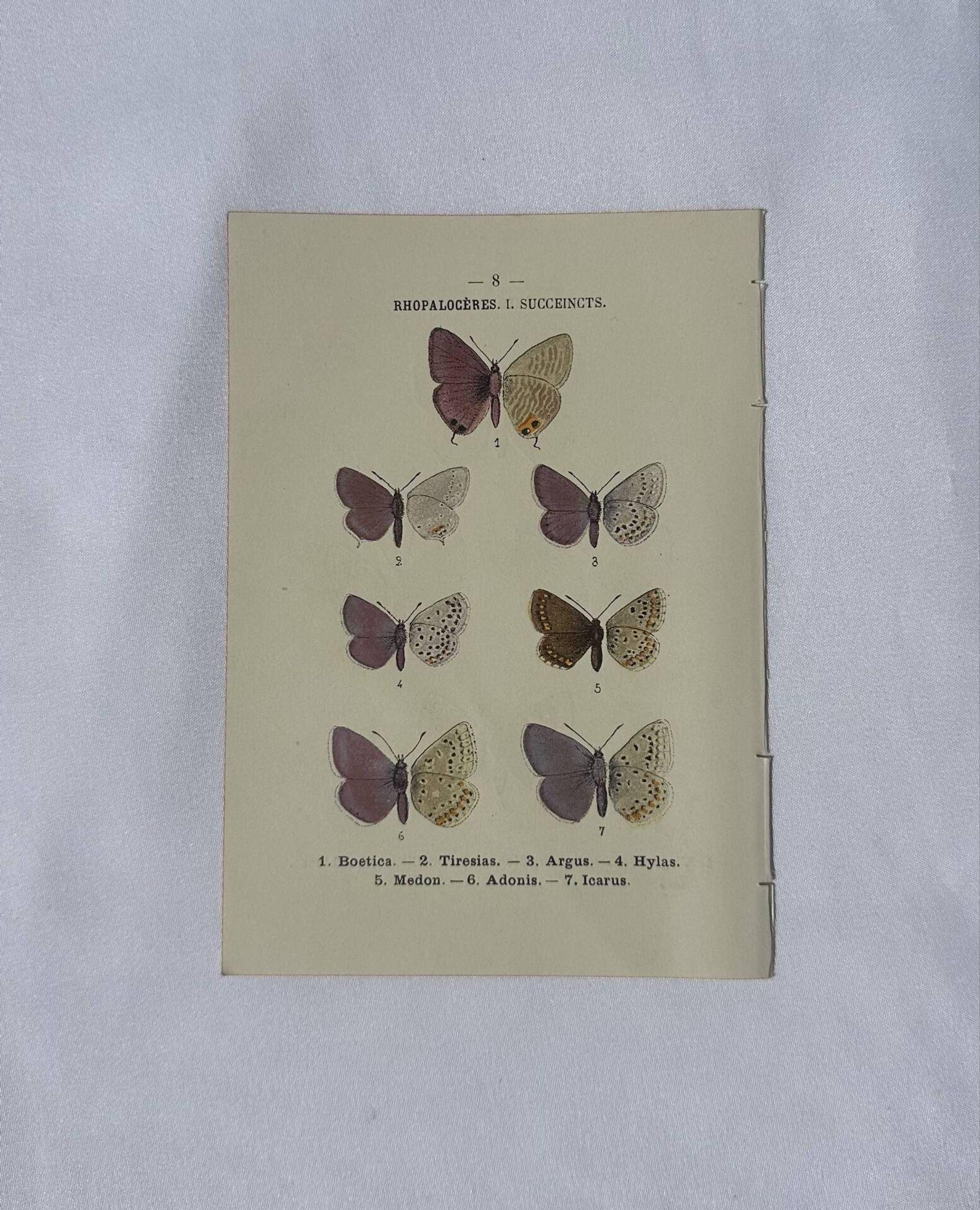 🦋 Botanical Plate Engraving of a Butterfly, 19th Century Naturalist