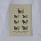 Planche Botanique Gravure Papillon naturaliste ancienne 19eme