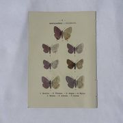 🦋 Botanical Plate Engraving of a Butterfly, 19th Century Naturalist