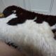 Bedouin Camel Saddle & Hide Stool Ottoman 1970s
