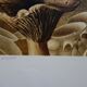 Roland CAT: Bicycle and Mushrooms, original signed lithograph