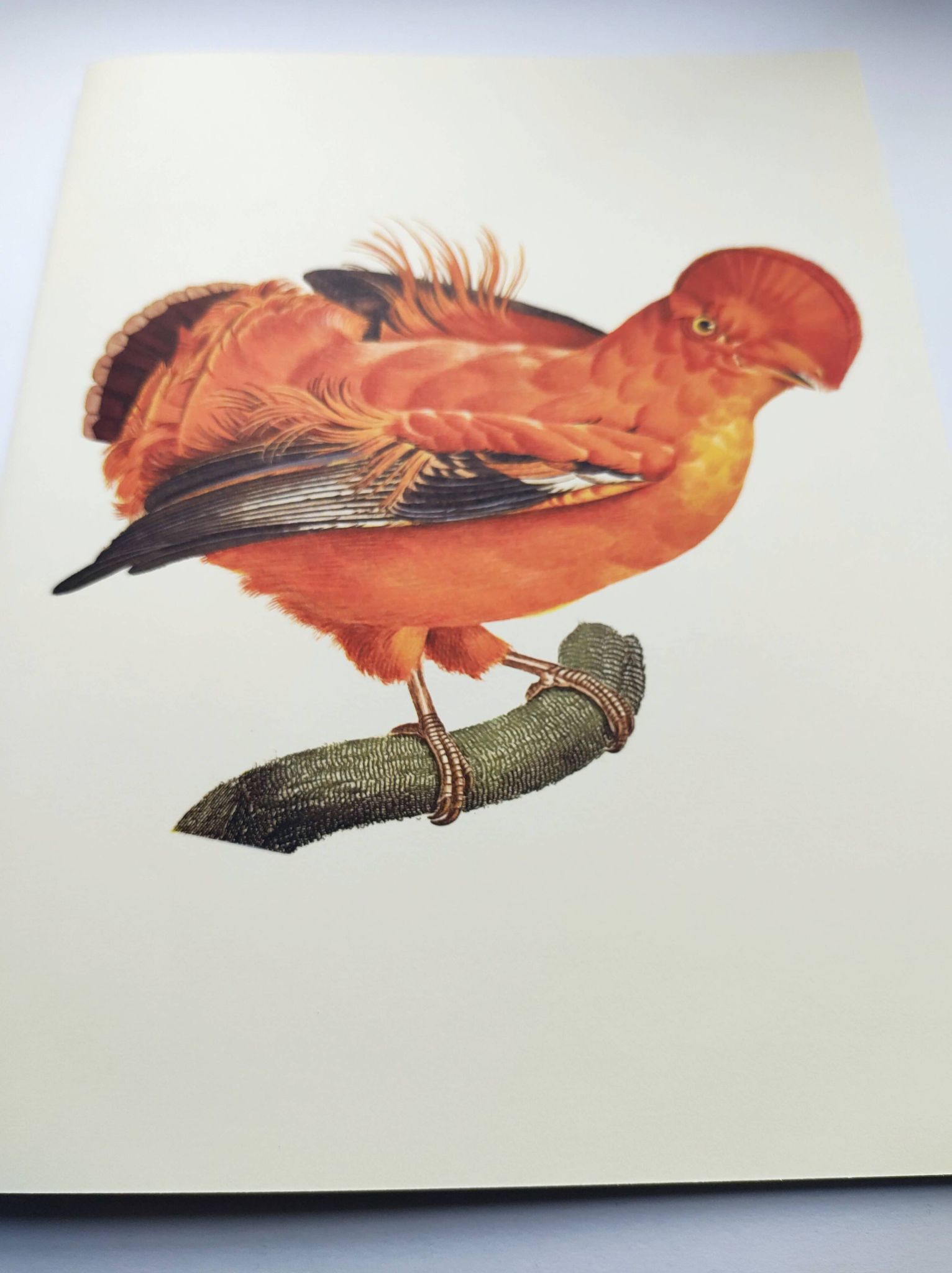 Old board - Rooster of Guyana - Vintage zoological and ornithological illustration - Bird