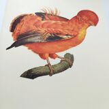 Old board - Rooster of Guyana - Vintage zoological and ornithological illustration - Bird