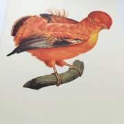 Old board - Rooster of Guyana - Vintage zoological and ornithological illustration - Bird