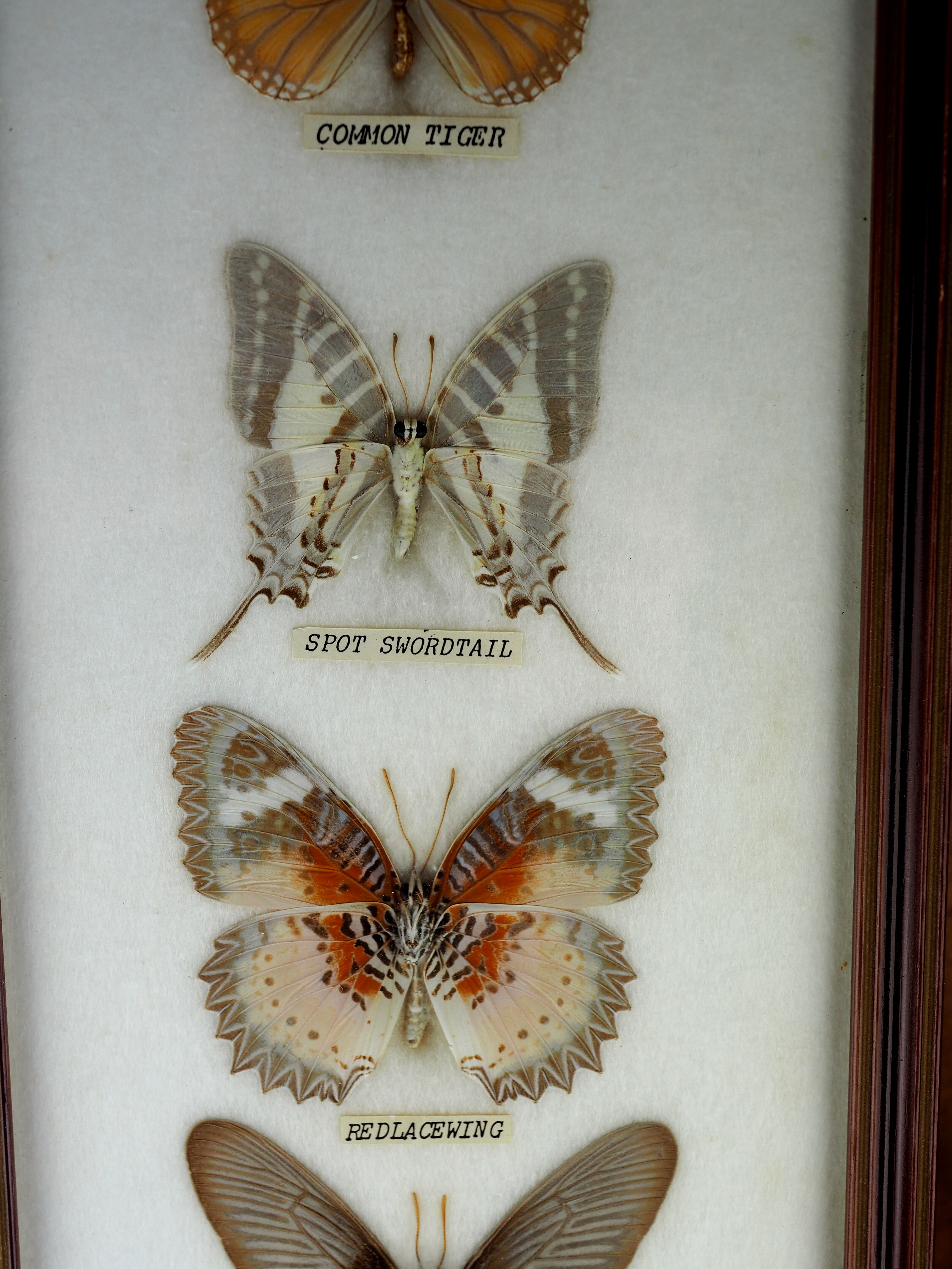 Five butterflies on cotton wool under frame - 60s / 70s