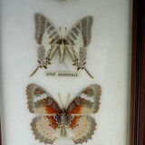 Five butterflies on cotton wool under frame - 60s / 70s