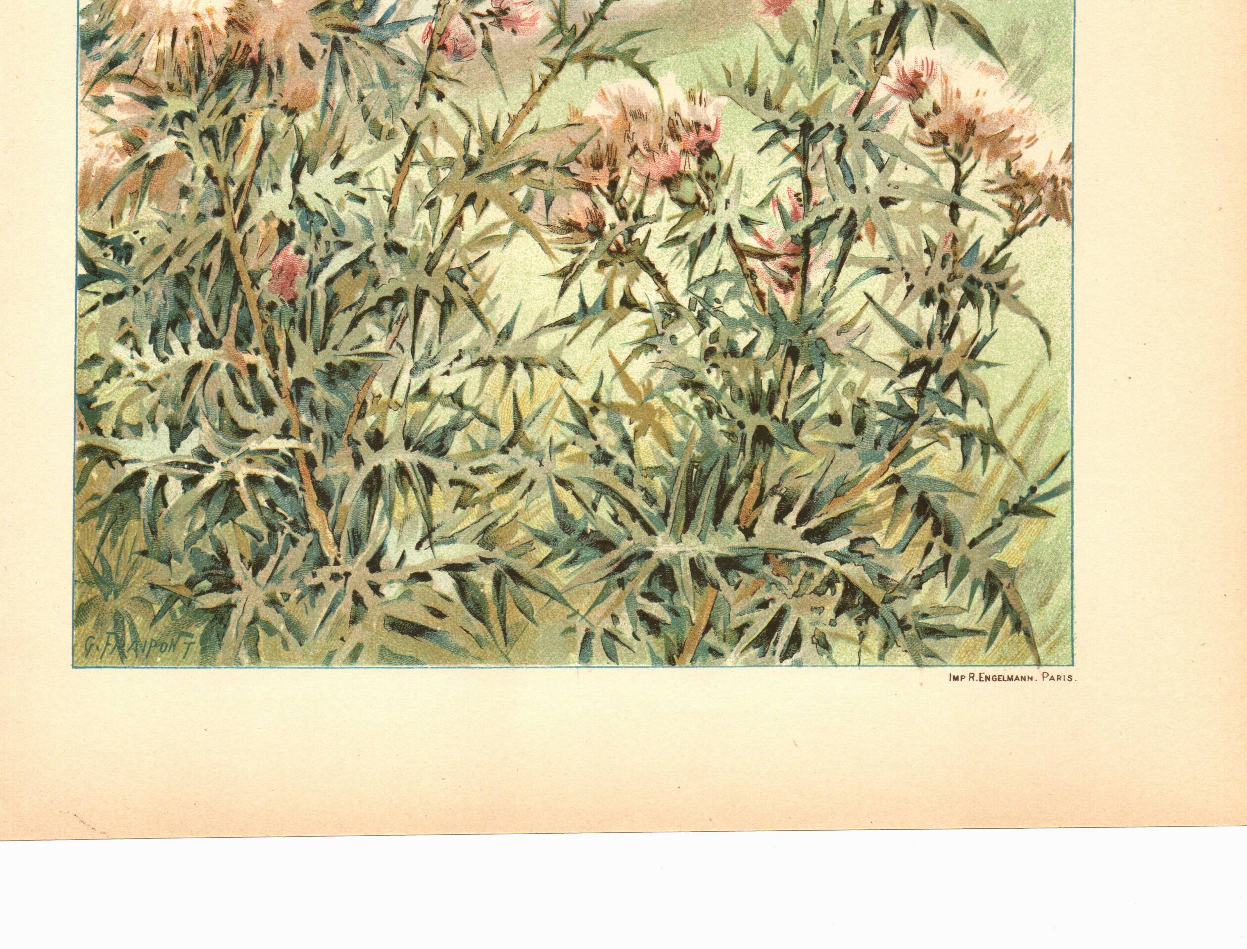 Art Nouveau Engraving 1896 - Wild Thistles - by G. Fraipont - Botany