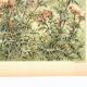 Art Nouveau Engraving 1896 - Wild Thistles - by G. Fraipont - Botany