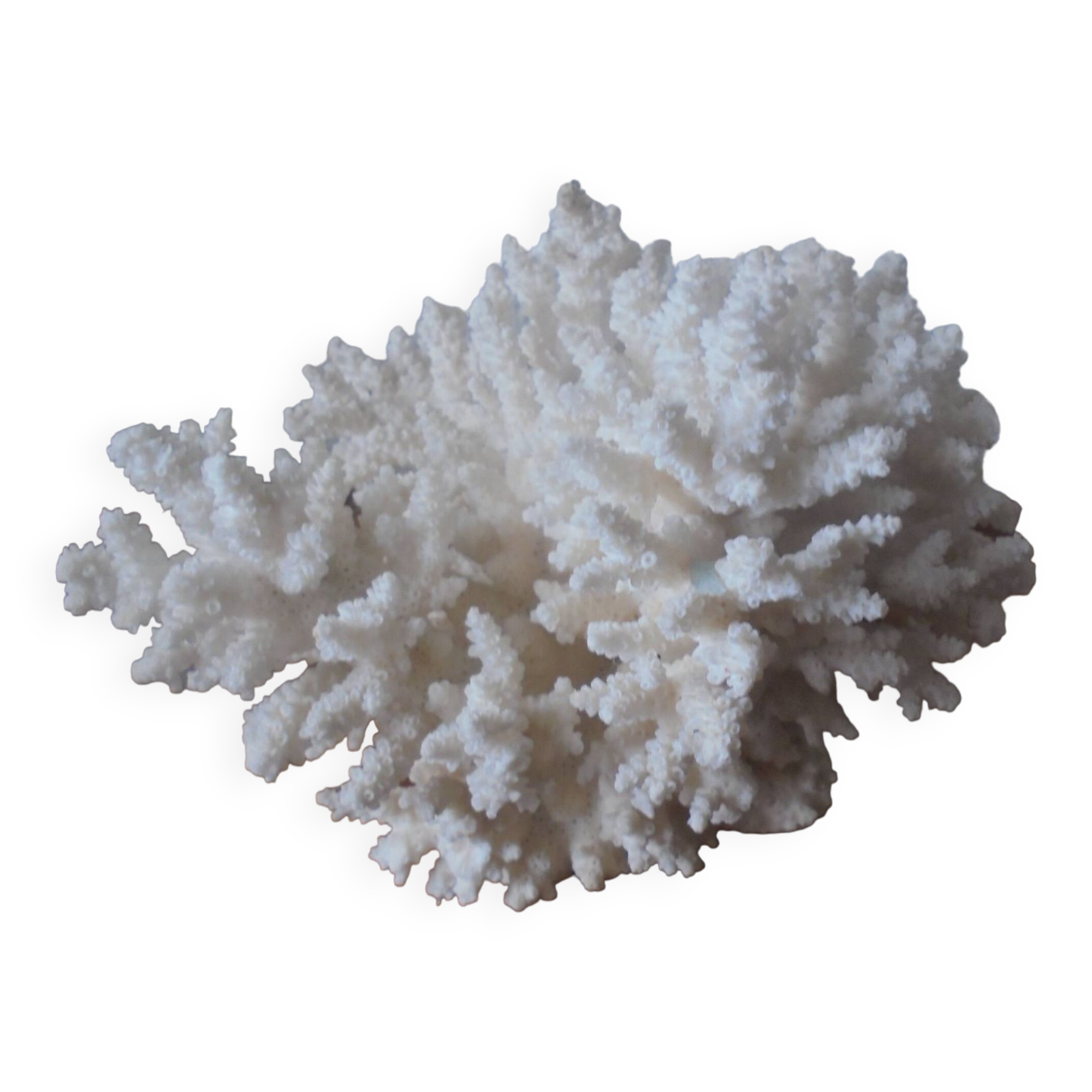 Minerals, coral