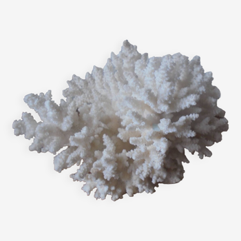 Minéraux, corail