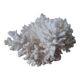 Minerals, coral