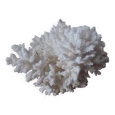 Minerals, coral