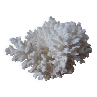 Minerals, coral