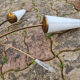 Suspension sputnik, 8 lights, brass, tulips opaque glass, vintage, 50s