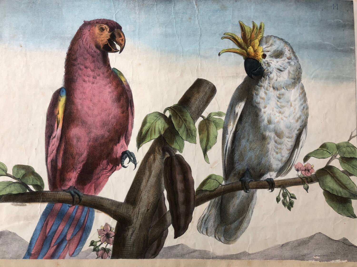 Zoological school poster representing a cockatoo and a macaw