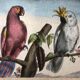 Zoological school poster representing a cockatoo and a macaw
