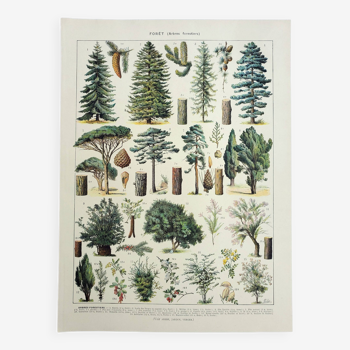 Gravure ancienne 1928, Forêt 2, Sylviculture, feuillage, arbres • Lithographie, Planche originale