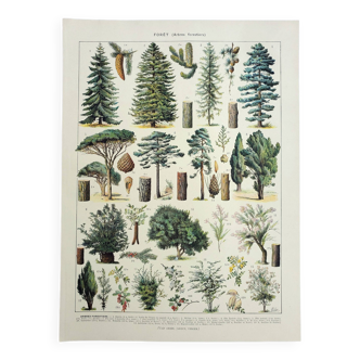 Gravure ancienne 1928, Forêt 2, Sylviculture, feuillage, arbres • Lithographie, Planche originale