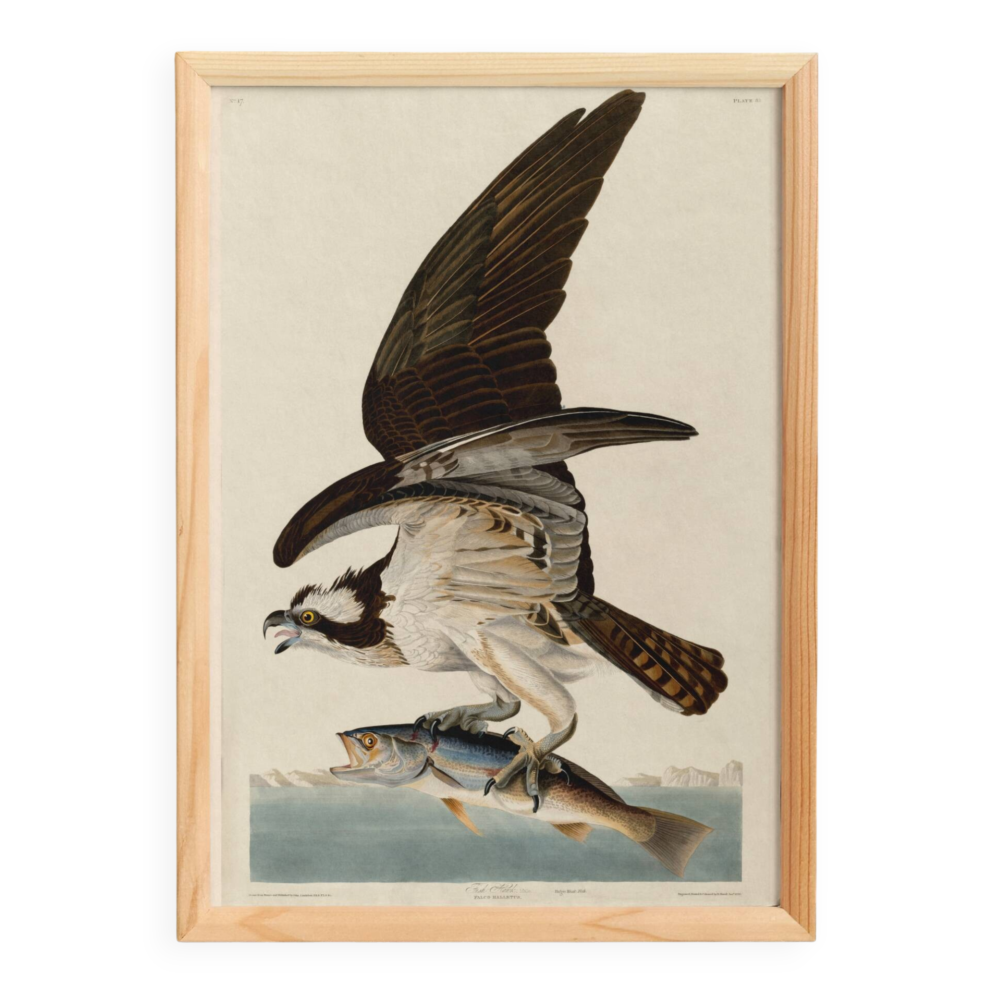 Poster about the Osprey, based on an old engraving from 1827.