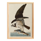 Poster about the Osprey, based on an old engraving from 1827.